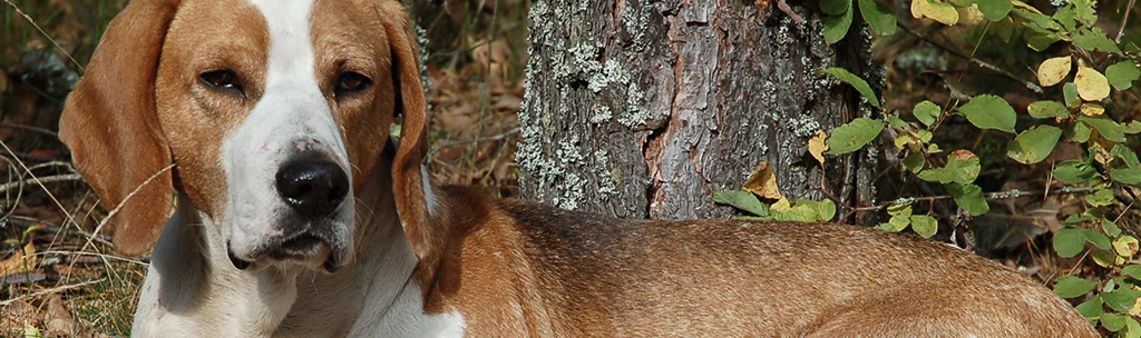 English Foxhound