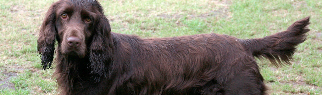 Field Spaniel