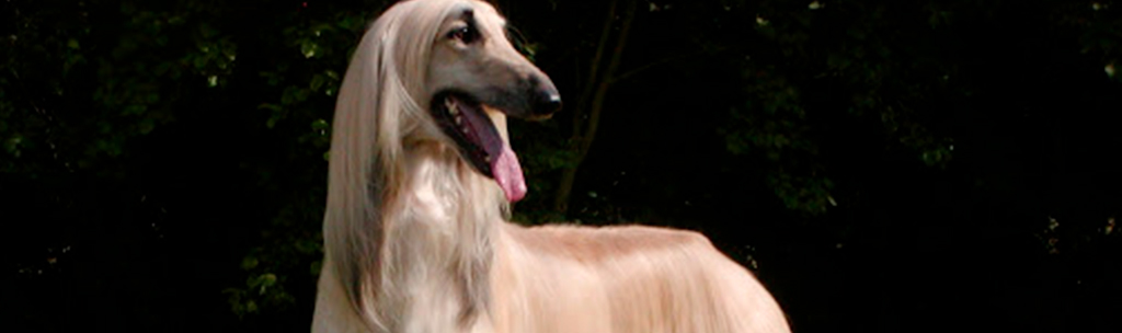 Galgo afegão