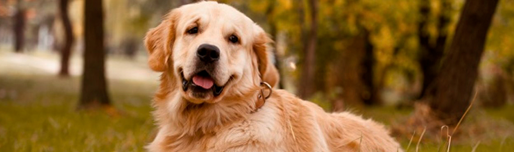 cachorros mais inteligentes - Golden Retriever