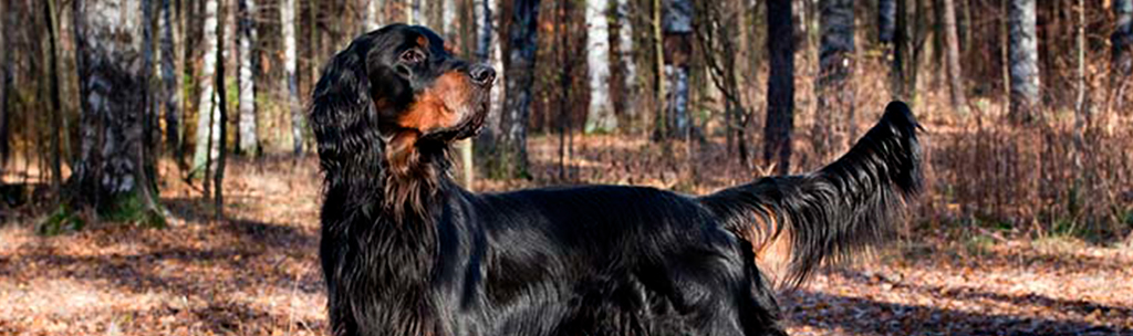 Gordon Setter