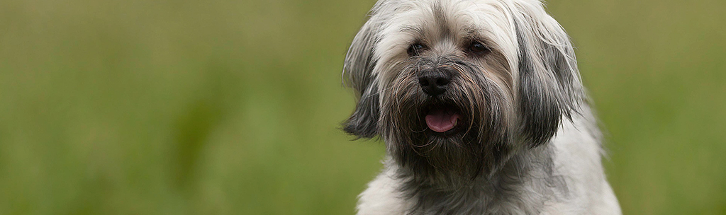 Havanese