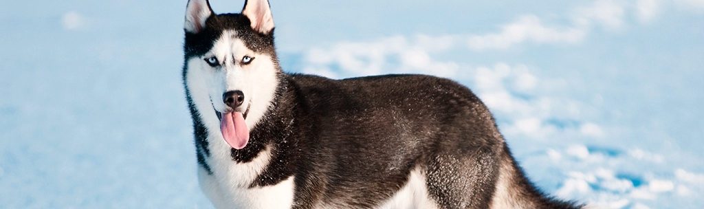 Husky Siberiano