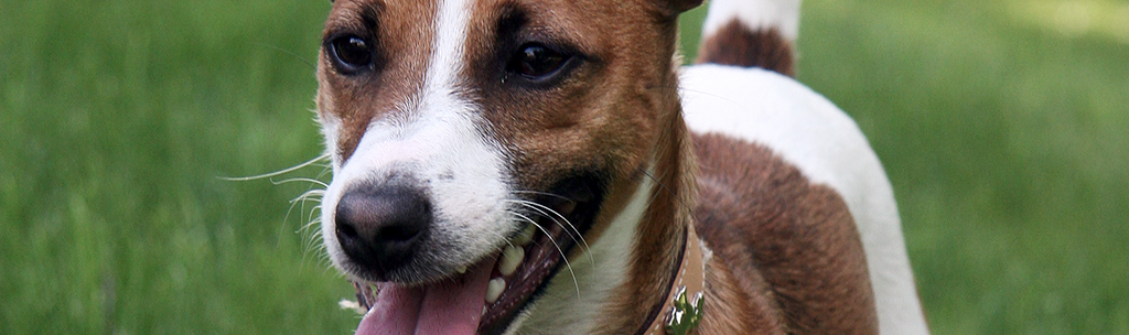 Cachorros de Pequeno Porte - Boston Terrier