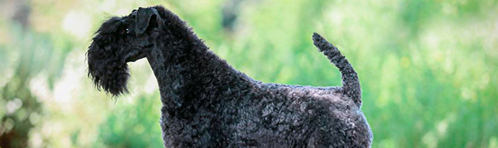 Kerry Blue Terrier