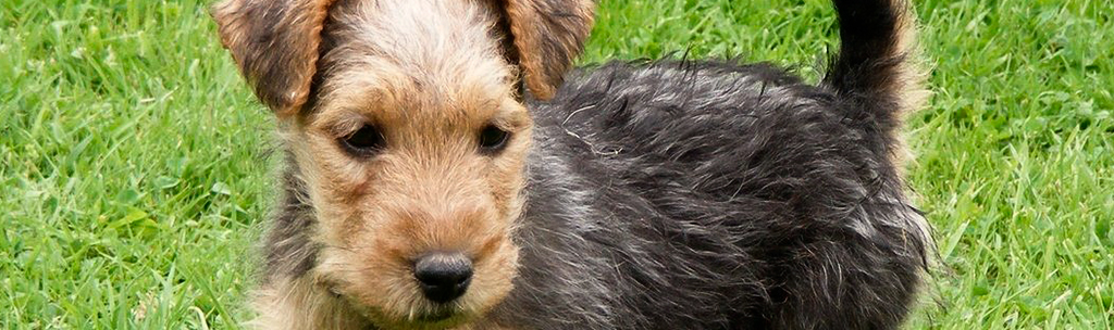 Lakeland Terrier