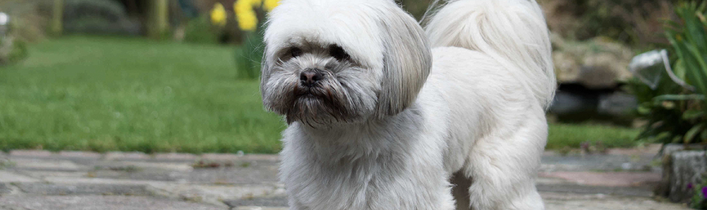 Lhasa Apso