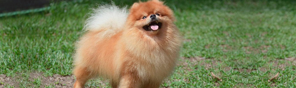 Lulu da Pomerânia