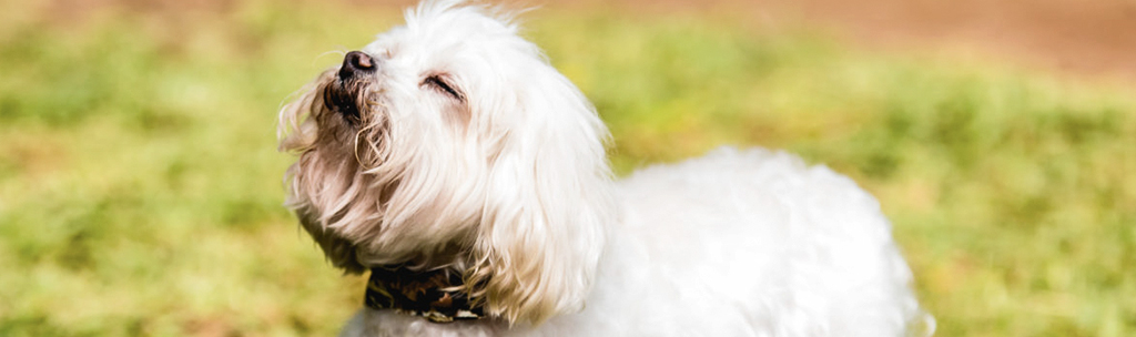 Cachorros pequenos para apartamento: Maltês