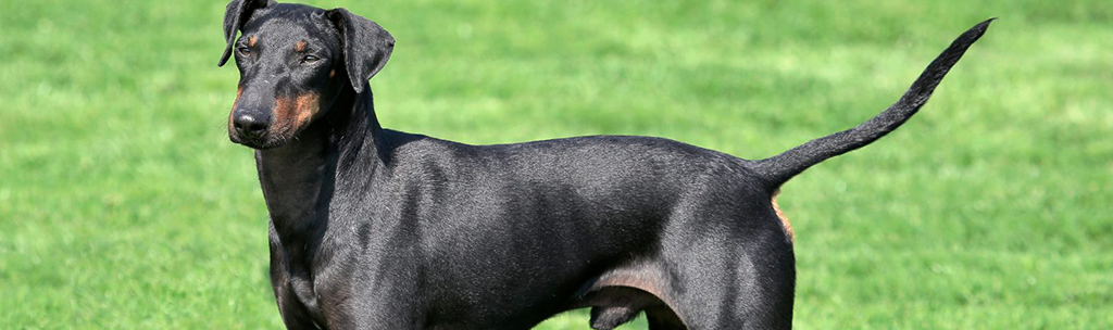 Manchester Terrier