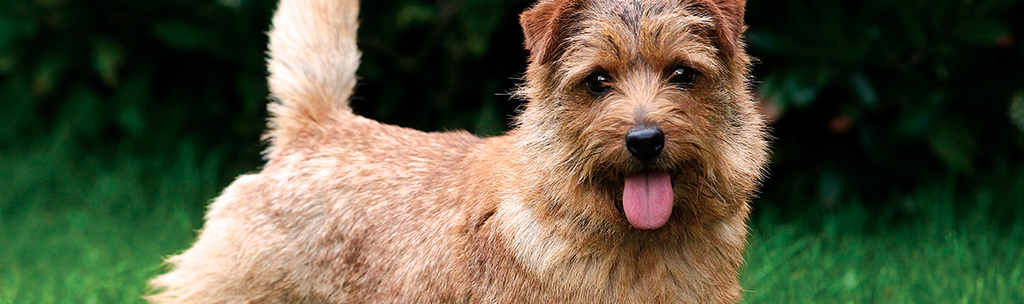 Norfolk Terrier