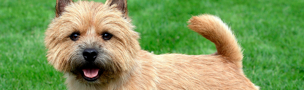 Norwich Terrier