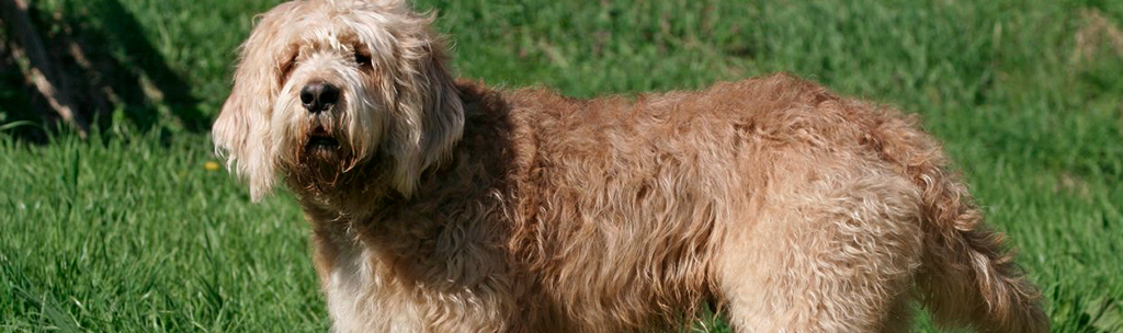 Otterhound