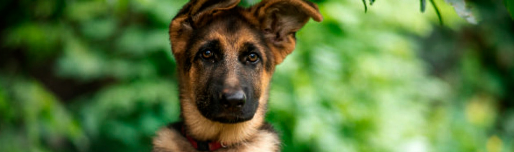 cachorros mais inteligentes - Pastor Alemão