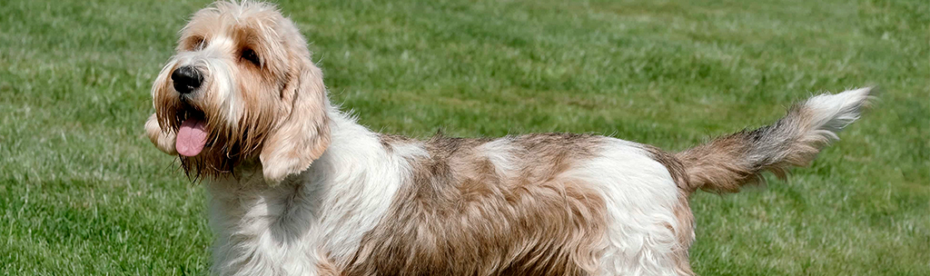 Petit Basset Griffon Vendéen