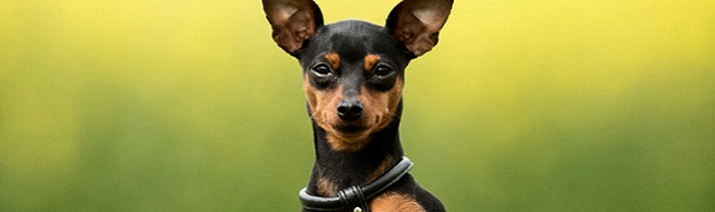 Cachorros pequenos para apartamento: Pinscher