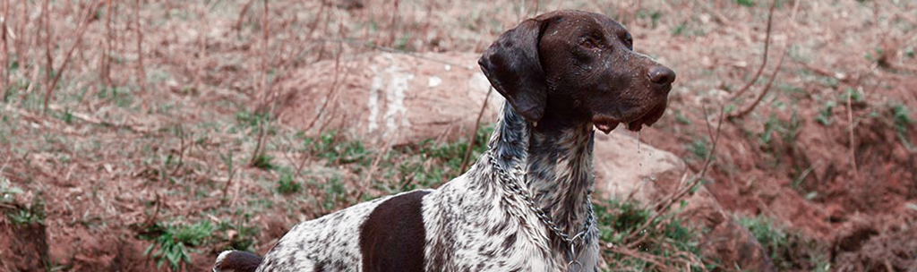 Pointer Alemão