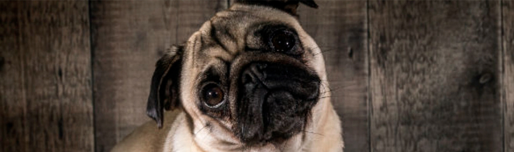 Cachorros pequenos para apartamento: Pug