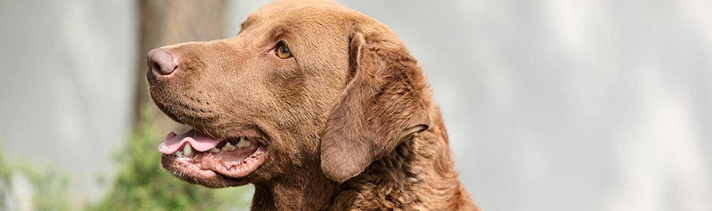 Retriever da Baía de Chesapeake