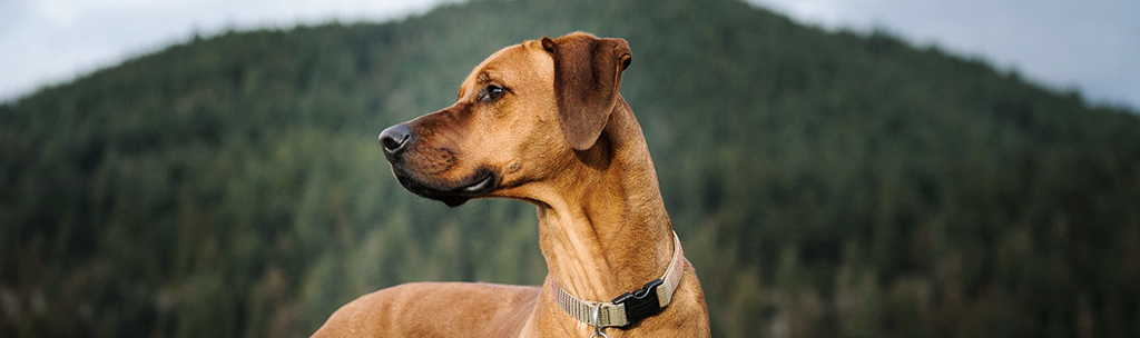 Rhodesian Ridgeback