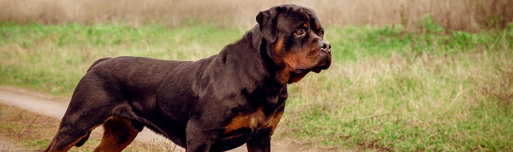 cachorros mais inteligentes 9