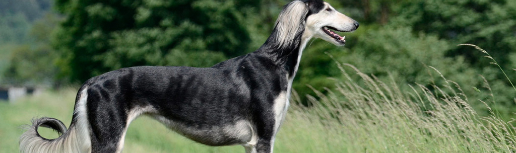 Saluki