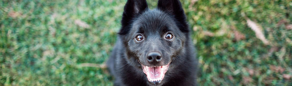 Schipperke