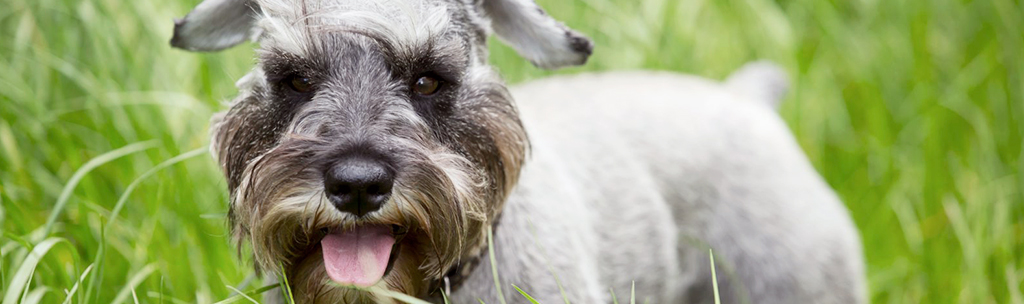 Schnauzer Miniatura