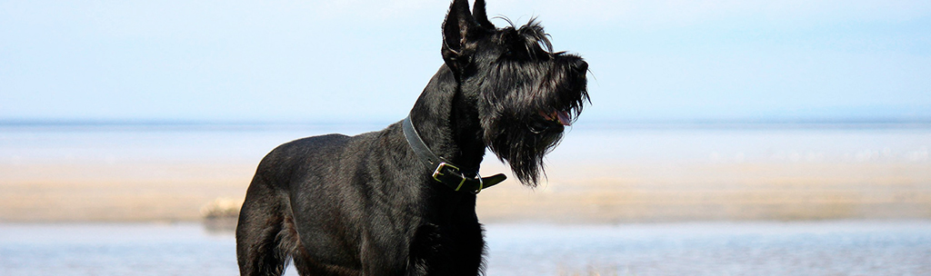  Schnauzer gigante