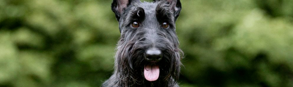 Scottish Terrier