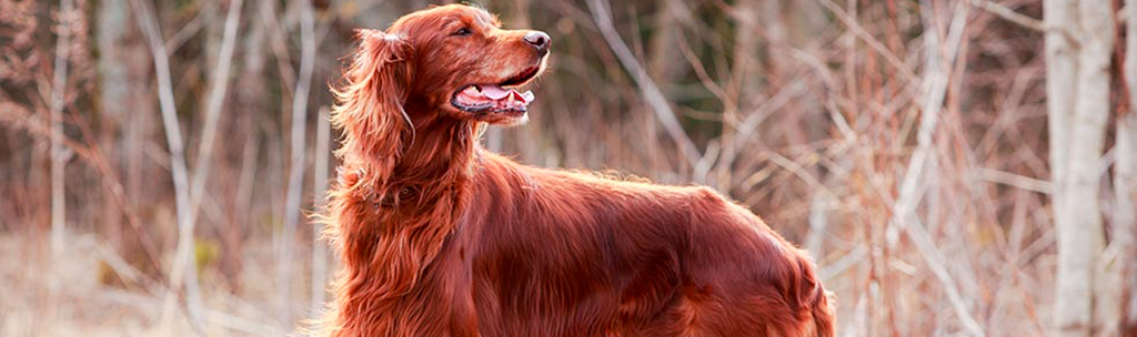 Setter Inglês