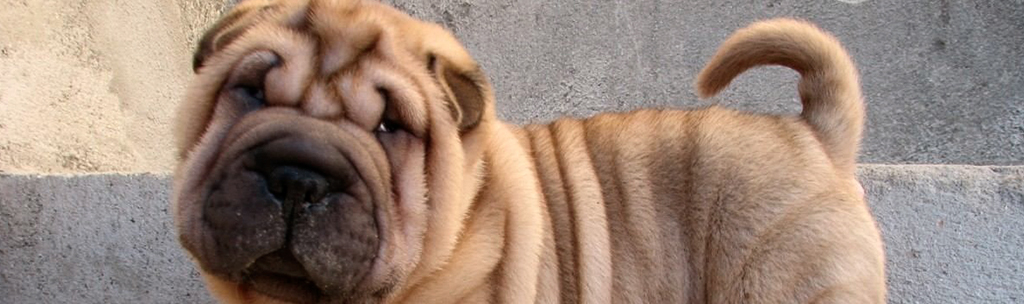 Shar-Pei chines