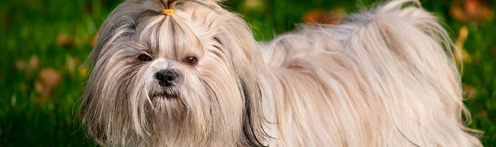 Cachorros pequenos para apartamento: Shih Tzu