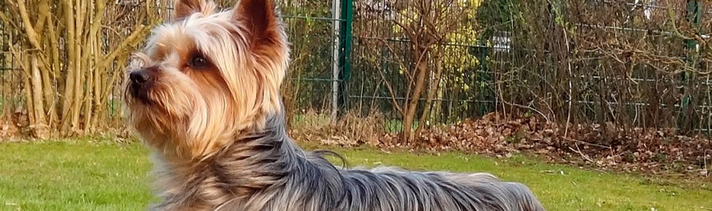 Silky Terrier Australiano