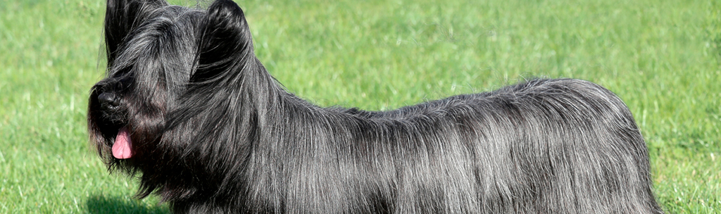 Skye Terrier