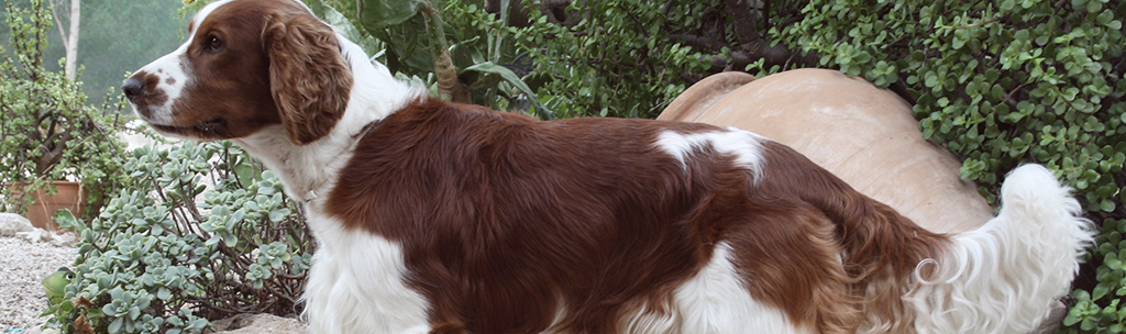 Springer Spaniel