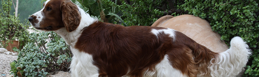 Springer Spaniel Galês