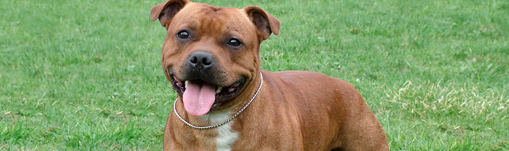 Staffordshire Bull Terrier