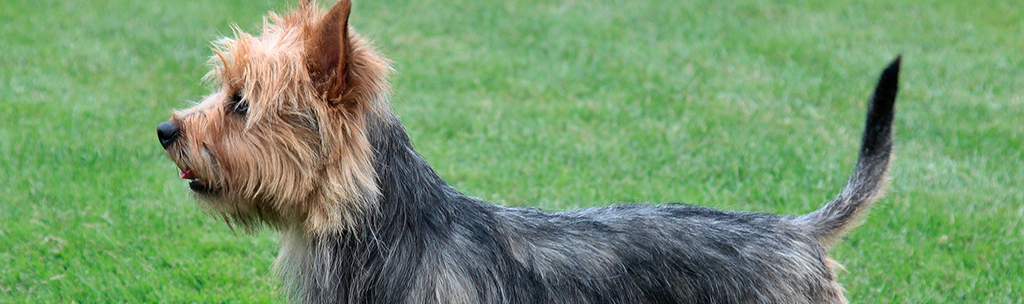 Terrier Australiano