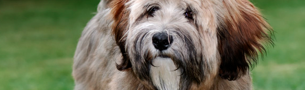 Terrier Tibetano