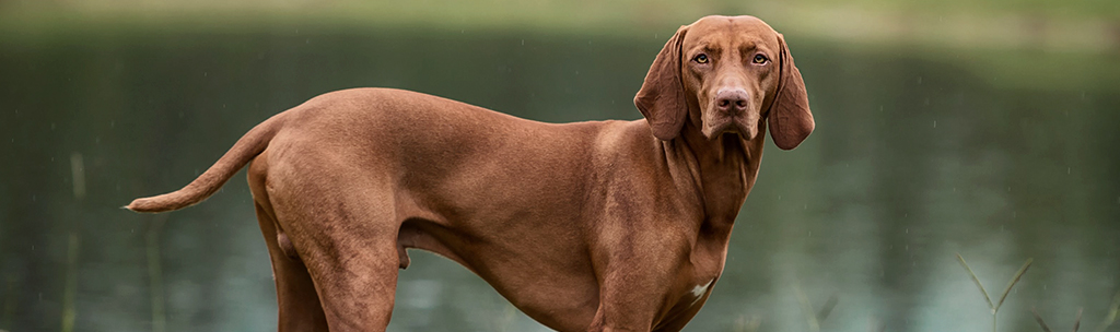 Vizsla