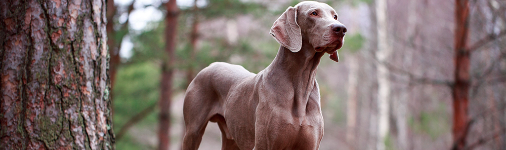 Weimaraner  