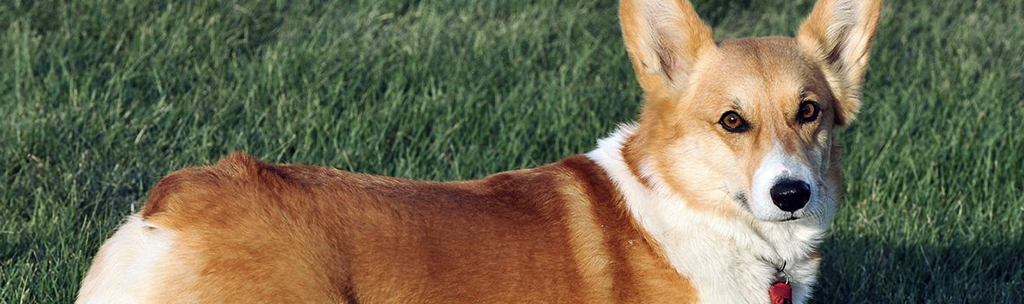 Welsh Corgi