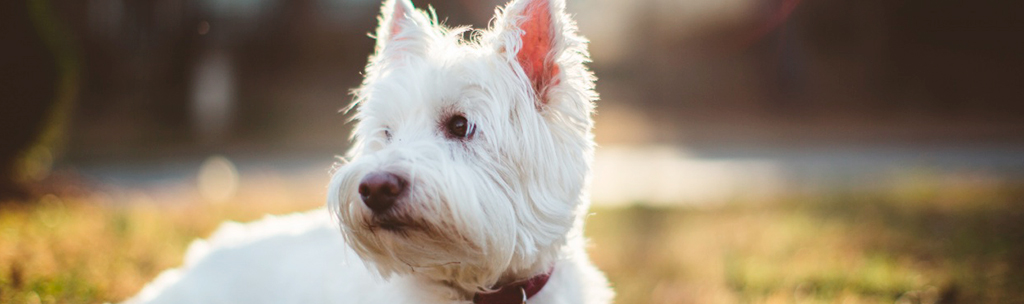 West Highland White Terrier