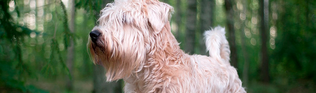 Wheaten Terrier