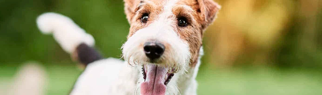 Wire Fox Terrier