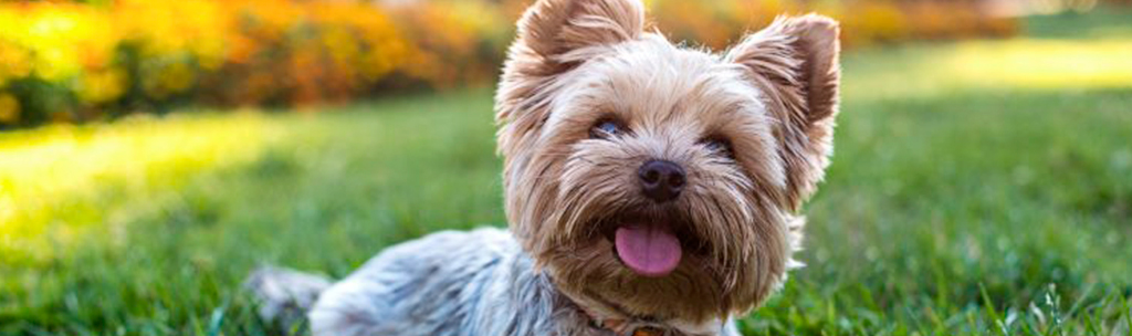 Cachorros pequenos para apartamento: Yorkshire