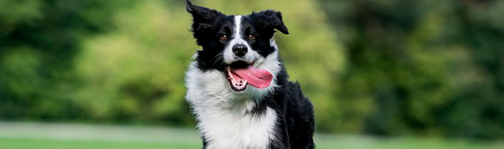 Cachorros mais inteligentes - Border Collie