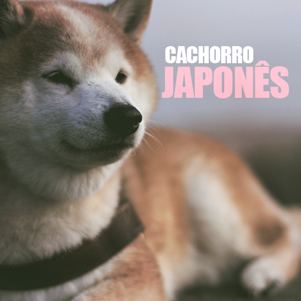 Cachorro japonês