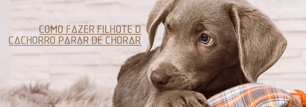 Como fazer filhote de cachorro parar de chorar - tema